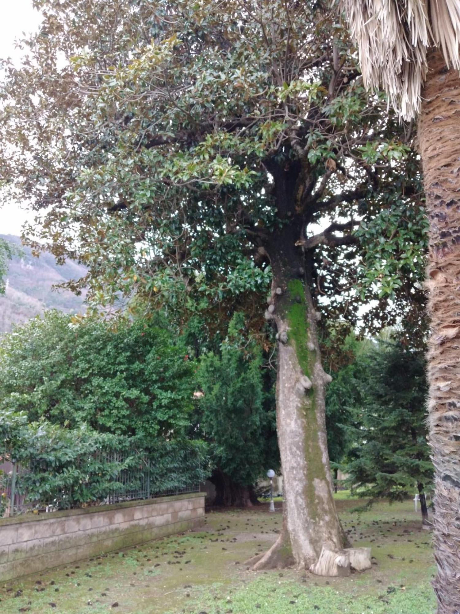 Villa Pellicano -Il Nido Castellammare di Stabia Luaran gambar